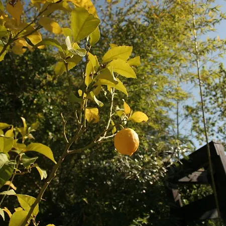 Casa Magnolia Alpesi faház *